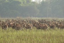 शुक्लाफाँटा : पर्यटकका लागि आकर्षक गन्तव्य