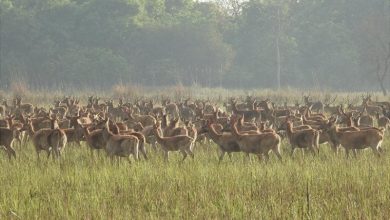 शुक्लाफाँटा : पर्यटकका लागि आकर्षक गन्तव्य