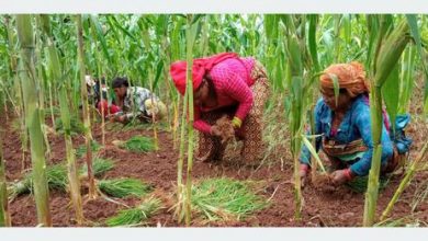 गाउँमा कोदो खेती घट्दै, सहरमा महत्व बढ्दै