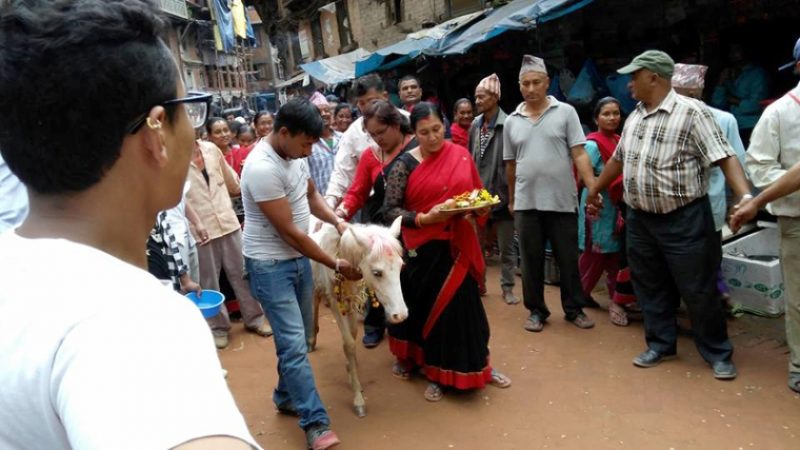 सेतो घोडा जात्रा