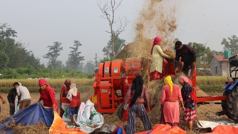 किसानलाई धान काट्न भ्याइनभ्याइ