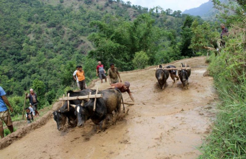 ३८ प्रतिशत रोपाइँ सम्पन्न