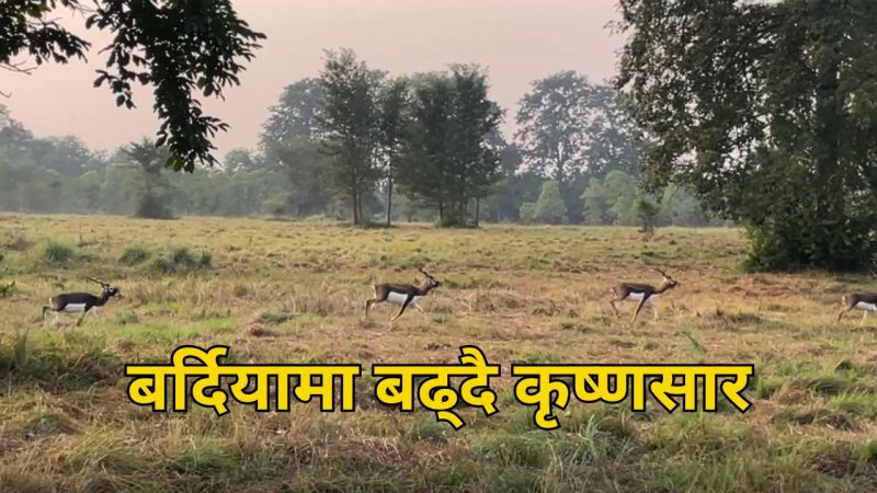 कृष्णसार