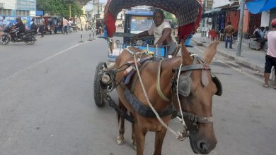 टाँगाले वीरगञ्जको ट्राफिक व्यवस्थापनमा चुनौती थप्दै