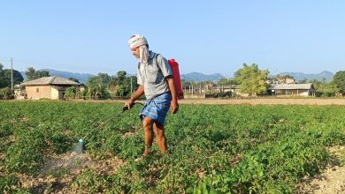 व्यापार छाडेर टमाटर खेती, वार्षिक पाँच लाखभन्दा बढी आम्दानी