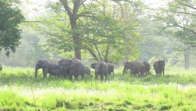 बढ्दो मानव–हात्ती द्वन्द्व : २० वर्षमा दुई सय ७४ जनाको मृत्यु