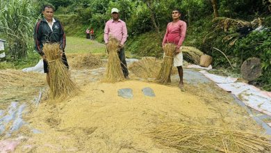 म्याग्दीमा धान र कोदोको उत्पादन बढ्यो