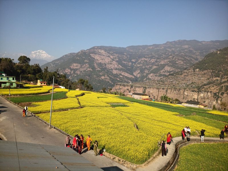 म्याग्दीको रत्नेचौरका तोरीबारीमा टिकटिक बनाउनेको भीड