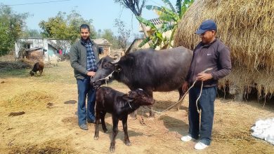 मुर्रा राँगा : नस्ल सुधार कार्यक्रम सफल