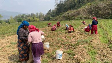 पाल्पाका किसान आलु थन्क्याउन व्यस्त